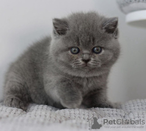 Photo №2 to announcement № 103797 for the sale of british shorthair - buy in Germany private announcement