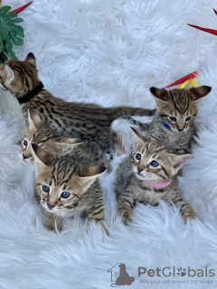 Photo №1. savannah cat - for sale in the city of Штутгарт | 250$ | Announcement № 97984