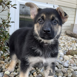 Photo №1. german shepherd - for sale in the city of Vilnius | negotiated | Announcement № 85138