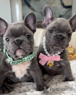Photo №1. french bulldog - for sale in the city of Augsburg | negotiated | Announcement № 158243