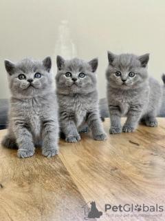 Photo №1. british shorthair - for sale in the city of Cologne | 264$ | Announcement № 122584