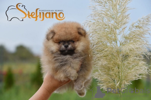 Photo №2 to announcement № 100938 for the sale of pomeranian - buy in Serbia 