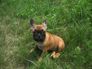 Photo №1. french bulldog - for sale in the city of Kiev | 243$ | Announcement № 2995