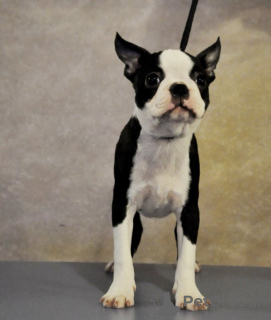 Additional photos: Boston terrier puppies for sale