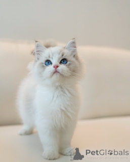 Photo №3. Blue-Eyed Ragdoll Kitten Looking for New Family. Germany