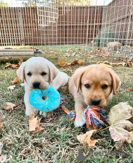 Photo №2 to announcement № 136352 for the sale of golden retriever - buy in Germany breeder