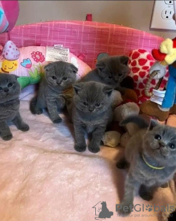 Photo №1. british shorthair - for sale in the city of Никосия | 250$ | Announcement № 124570