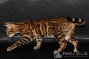 Additional photos: Bengal kittens.