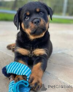 Photo №2 to announcement № 169453 for the sale of rottweiler - buy in Malta breeder