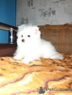 Photo №4. I will sell german spitz in the city of Torzhok. breeder - price - 205$