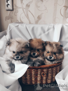 Photo №1. pomeranian - for sale in the city of Minsk | negotiated | Announcement № 8804