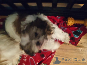 Photo №2 to announcement № 56601 for the sale of shih tzu - buy in Germany private announcement