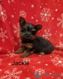 Photo №3. Adorable Yorkiepoo puppies. Germany