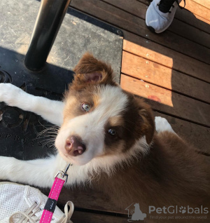 Photo №1. border collie - for sale in the city of Copenhague | 423$ | Announcement № 83350