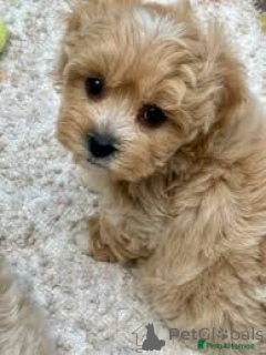 Photo №2 to announcement № 157249 for the sale of maltipu - buy in Germany private announcement, breeder