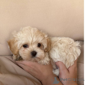 Photo №2 to announcement № 129483 for the sale of poodle (toy) - buy in United States private announcement