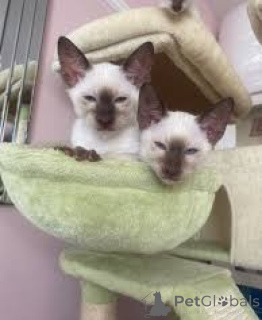 Photo №1. siamese cat - for sale in the city of Helsinki | 599$ | Announcement № 164073