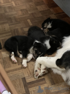 Photo №3. Charmante Border Collie-puppy's beschikbaar. Belgium