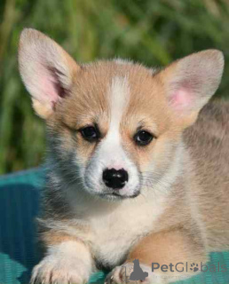 Photo №3. Welsh Corgi Pembroke puppies. Serbia