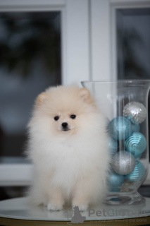 Photo №1. pomeranian - for sale in the city of Trbovlje | 1500$ | Announcement № 80636