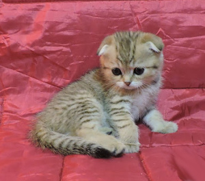 Photo №3. Scottish kittens. Girl scottish fold chocolate stain on gold.. Ukraine