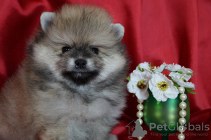 Photo №3. Mini Pomeranian boy. Russian Federation