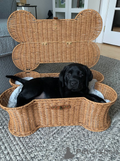 Photo №4. I will sell labrador retriever in the city of ALAVUS. private announcement - price - 650$