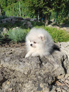 Photo №4. I will sell pomeranian in the city of Warsaw. private announcement - price - 1300$