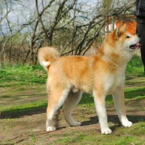 Photo №2 to announcement № 6471 for the sale of akita - buy in Russian Federation from nursery