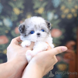 Photo №3. MALTIPOO PUPPIES NU KLAAR OM TE GAAN. Germany