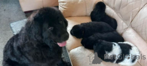 Photo №2 to announcement № 166928 for the sale of newfoundland dog - buy in Netherlands private announcement