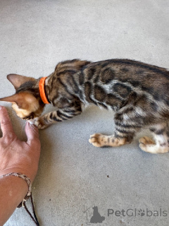 Photo №2 to announcement № 173644 for the sale of bengal cat - buy in France 