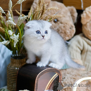 Photo №2 to announcement № 158648 for the sale of scottish fold - buy in France private announcement