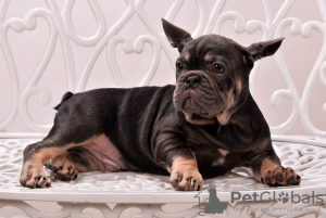 Photo №2 to announcement № 12821 for the sale of french bulldog - buy in Poland private announcement
