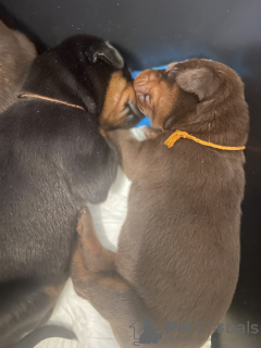 Photo №4. I will sell dobermann in the city of Riga. from nursery - price - negotiated