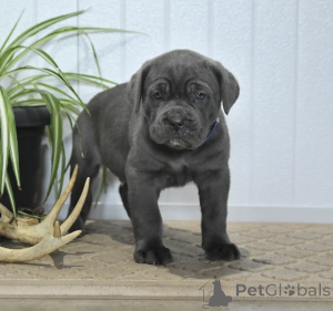Photo №1. cane corso - for sale in the city of ALAVUS | 600$ | Announcement № 166093