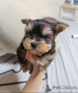 Photo №2 to announcement № 159463 for the sale of yorkshire terrier - buy in Finland 