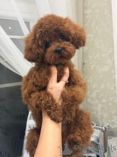 Photo №1. poodle (dwarf) - for sale in the city of Krasnodar | 2782$ | Announcement № 155082