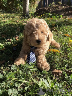 Photo №1. poodle (toy) - for sale in the city of Zrenjanin | negotiated | Announcement № 75126