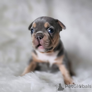 Photo №3. Bouledogue français unique 2500 . France