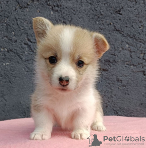 Photo №4. I will sell welsh corgi in the city of Bačka Topola. breeder - price - negotiated