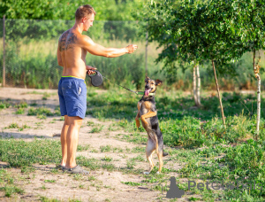 Photo №4. I will sell non-pedigree dogs in the city of Moscow river. private announcement - price - Is free