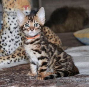 Photo №4. I will sell bengal cat in the city of Berlin. private announcement, from nursery - price - 465$