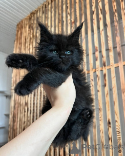 Photo №2 to announcement № 169925 for the sale of maine coon - buy in Germany breeder