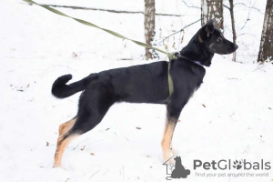 Photo №2 to announcement № 31060 for the sale of non-pedigree dogs - buy in Russian Federation private announcement