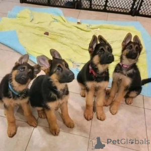 Photo №1. german shepherd - for sale in the city of Big Bend | negotiated | Announcement № 164995
