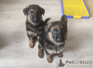 Photo №3. German shepherd puppies. Ukraine