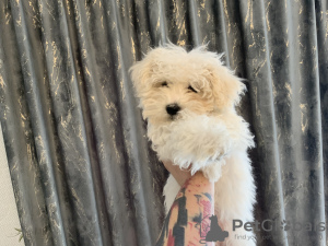 Photo №2 to announcement № 101927 for the sale of bichon frise - buy in Romania private announcement