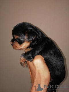 Additional photos: Yorkshire Terrier babies are available for reservation.