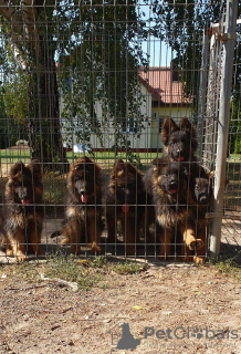 Photo №1. german shepherd - for sale in the city of Lublin | 845$ | Announcement № 116135